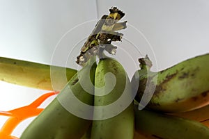 Bunch of fresh green Ambon bananas in a fruit basket isolated on a blue background