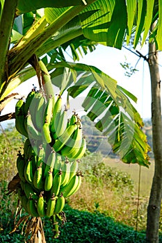 Bunch of fresh green bananas in the garden at Bhor, Maharashtra, India