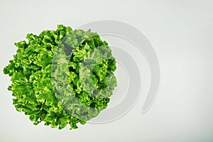 Bunch of fresh, green batavia lettuce salad head top view isolated on white background with copy space. Crinkled leaves bio crop