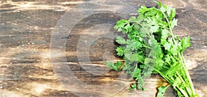 Fresh green coriander or cilantro or parsley on wooden background