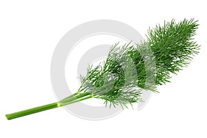 bunch fresh green dill isolated on white background