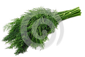 bunch fresh green dill isolated on white background