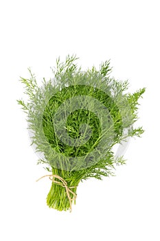 Bunch fresh green dill isolated on white background