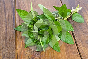 Bunch of fresh green garden mint. Photo