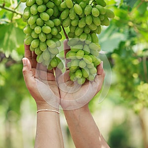 Bunch of fresh green grapes in vineyard