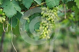 Bunch of fresh green grapes in vineyard