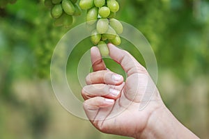 Bunch of fresh green grapes in vineyard