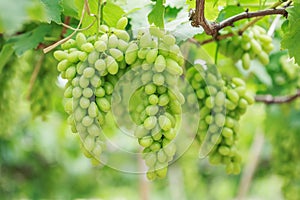 Bunch of fresh green grapes in vineyard