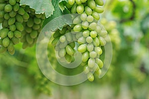 Bunch of fresh green grapes in vineyard