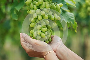 Bunch of fresh green grapes in vineyard