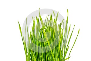 Bunch of fresh green grass isolated on white background