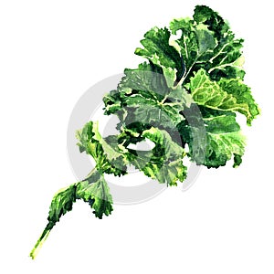 Bunch of fresh green kale leaf vegetable isolated, watercolor illustration