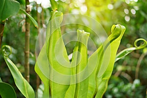 A bunch fresh green leafs roll up, Bird`s nest fern growing under sunlight called as Crow`s nest fern is an epiphytic plant in