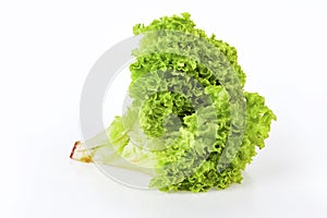 Bunch of fresh green lettuce  Lactuca sativa L. isolated on white background.