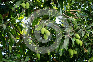 Bunch of fresh green mango on tree