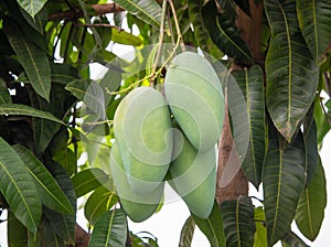 Bunch of fresh green mango on tree
