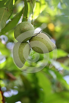 Bunch of fresh green mangoes hanging from the mango tree