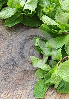 Bunch of fresh green mint