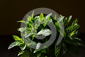 A bunch of fresh green mint close-up, a photograph in detail, on a black background