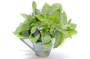 Bunch of fresh green mint in glass cup on white background