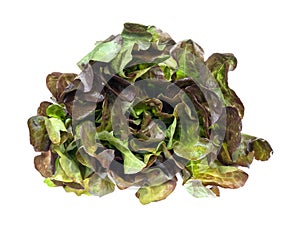 bunch of fresh green Oak leaf lettuce cutout