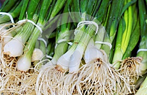 Bunch of fresh green onion at the market