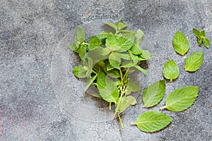 Bunch of fresh green organic mint leaf
