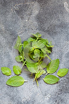 Bunch of fresh green organic mint leaf