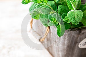 Bunch of Fresh green organic mint leaf on wooden table closeup.