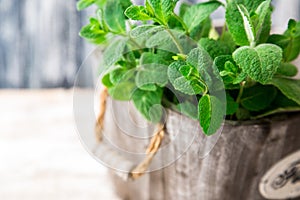 Bunch of Fresh green organic mint leaf on wooden table closeup.