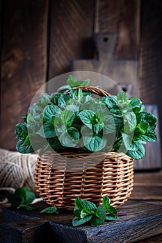 Bunch of fresh green organic mint leaf on wooden table closeup. Peppermint in small basket on natural wooden background