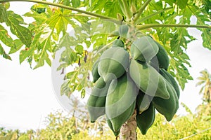 Bunch of fresh green papaya fruits on papaya tree. Family farming. Food industry. Organic food. Material for traditional food in