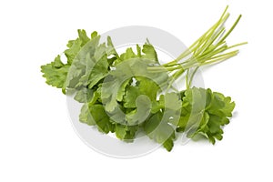 Bunch of fresh green parsley