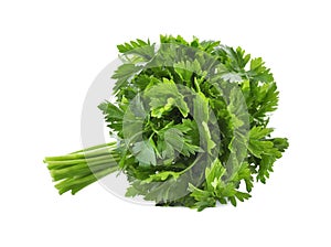 Bunch of fresh green parsley