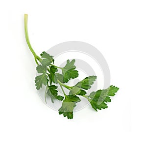 Bunch of Fresh green parsley