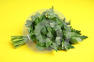 Bunch of fresh green parsley on color