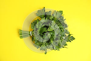 Bunch of fresh green parsley on color background