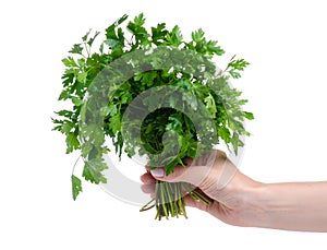 Bunch of fresh green parsley in hand