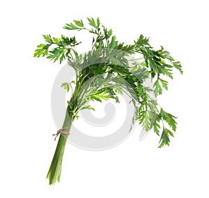 Bunch of fresh green parsley on white