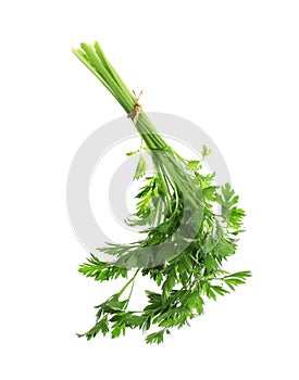 Bunch of fresh green parsley on white
