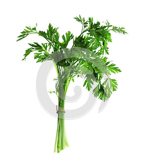 Bunch of fresh green parsley on white