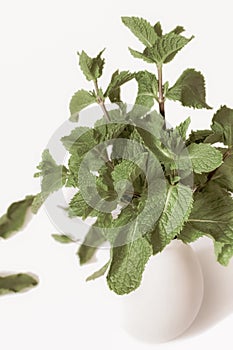 Bunch fresh green peppermint with some fallen leaves in ceramic light vase isolated white background  retro style