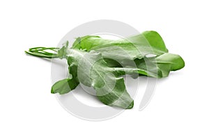 Bunch of fresh green sorrel leaves on white background