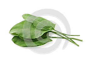 Bunch of fresh green sorrel leaves on white background, above view