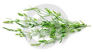 Bunch of fresh green wheat grass isolated on transparent background.