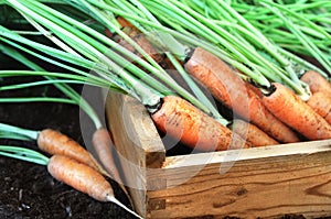Bunch of fresh harvested carrots, soil background