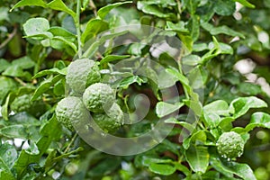 Bunch of Fresh Kaffir Lime with water drop