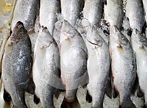 Bunch of fresh Lates calcarifer or snapper fish  Silver perch fish on ice photo