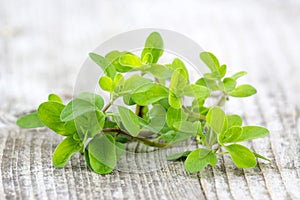 Bunch of fresh marjoram
