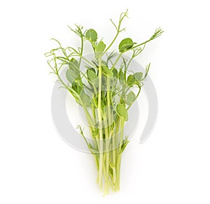 Bunch of fresh microgreens shoots on white background.